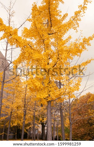 In autumn, maple leaves fall all over the land