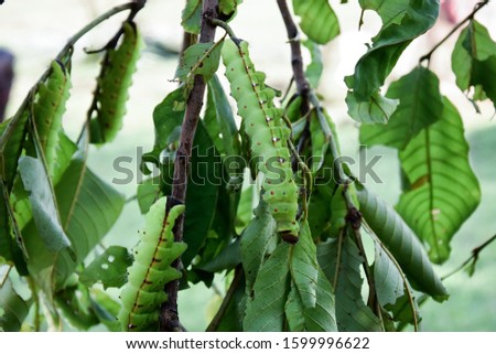 Large Green silkworm sericulture Green Silkworm cocoon and larvae. Polyphemus Moth Caterpillar, Actias luna or Moon Moth Caterpillar larvae feeding on birch leaves bright green. Royalty-Free Stock Photo #1599996622