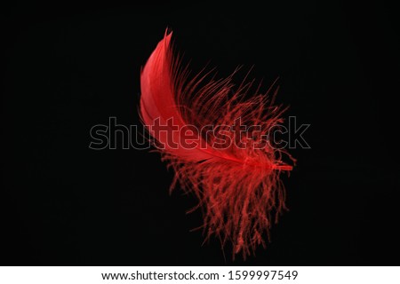 Beautiful red Bird feather pattern for design texture. Isolated on Black Background