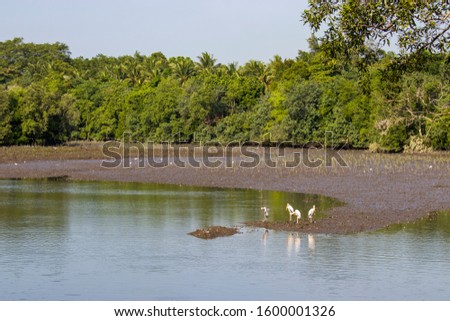 The Mangrove Forest and milky stork (Mycteria cinerea) in Sungei Buloh Wetland Reserve Singapore. 
It is a medium, almost completely white plumaged stork species found in coastal mangroves.