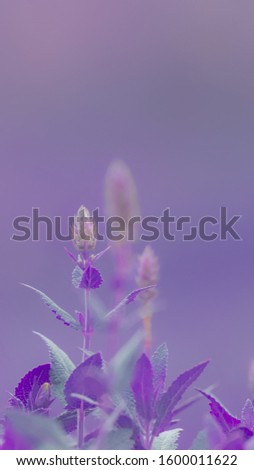 Gorgeous subtle purple-violet background. Scenic nature summer background of small wild meadow flowers at evening. Soft focus blured image at sunny sunset time. Fresh nature background.