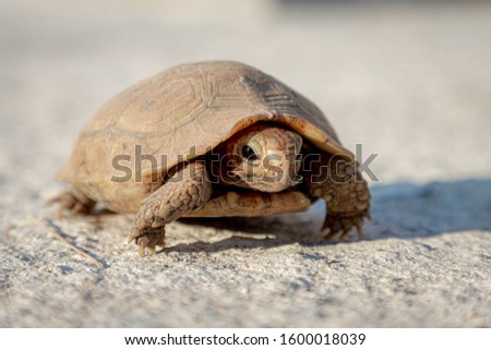 Little baby land turtle waking on concrete floor, Tortoise are reptiles of the order Testudines characterized by a special bony or cartilaginous shell developed from their ribs and acting as a shield.