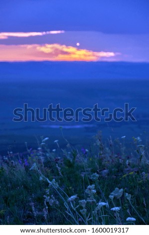 Steppes covered with blooming herbs and distant green hills at sunset.