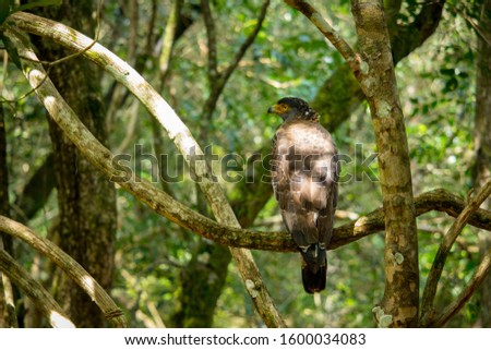 Serpent eagle in wilpattu natioanal park