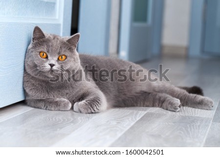 A beautiful domestic cat is resting in a light blue room, a gray Shorthair cat with yellow eyes looking at the camera Royalty-Free Stock Photo #1600042501
