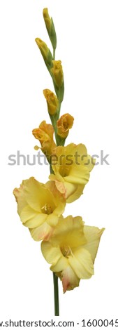Yellow Gladiolus Flower isolated on white background. The bottom is full of stamens and the top flower buds wait for the day to bloom. The flower taken from an outdoor flower garden.