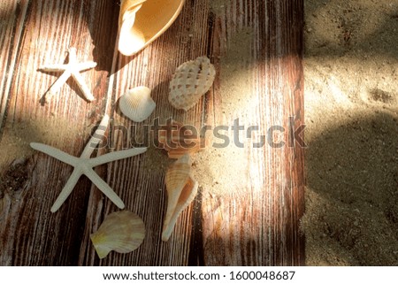 Pictures of sea creatures on an old wooden back ground and with morning sun.