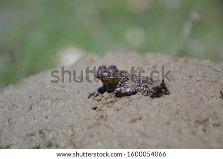 Yellow-Bellied Toad (Bombina variegata) in nature
