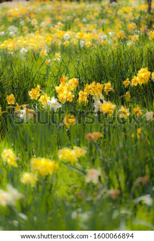 Bright colorful yellow daffodils field in spring. Lent Lily. Narcissus. Jonquils.
Symbolizing rebirth and new beginnings, the daffodil is virtually synonymous with spring.