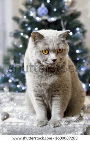Gray fluffy young cat of the Scottish Straight breed against the background of a New Year tree.