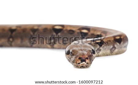 Brown boa constrictor on white background. Exotic snake