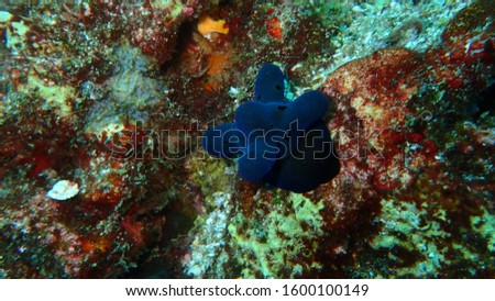 the underwater photography of Coriocella the black small slug sea snail or marine gastropod molluscs at the rock the bottm of Andaman sea Thailand 