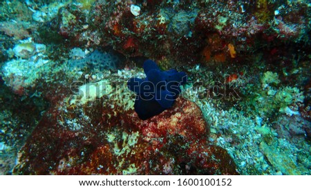 the underwater photography of Coriocella the black small slug sea snail or marine gastropod molluscs at the rock the bottm of Andaman sea Thailand 