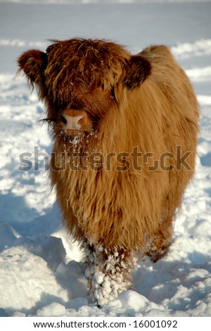 Young cow at winter time