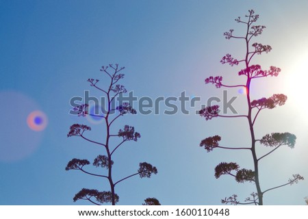 Rare plant in Namibia, picture taken facing the sun, beautiful turn out