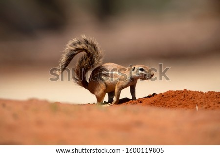 Ground Squirrel (Xerus inauris), Kgalagadi Transfrontier Park, Kalahari desert, South Africa/Botswana.
