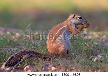Ground Squirrel (Xerus inauris), Kgalagadi Transfrontier Park, Kalahari desert, South Africa/Botswana.
