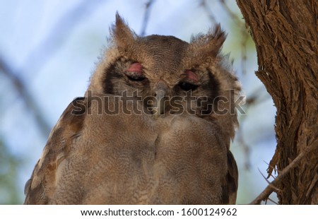 Verreaux´s Eagle-Owl (Bubo lacteus), Kalahari desert, Kgalagadi Transfrontier Park, South Africa.
