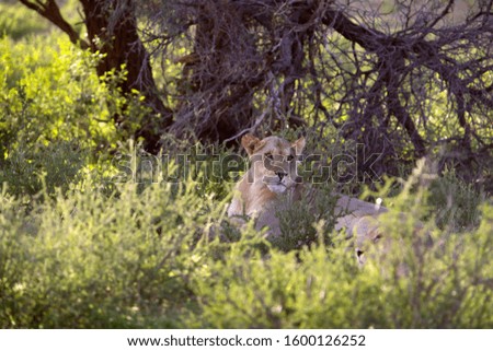 African lion (Panthera leo) - female, in the gravel road, Kgalagadi Transfrontier Park, Kalahari desert, South Africa/Botswana.