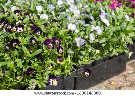 Selling seedlings of Pansy Viola flowers of various colors in boxes on the market