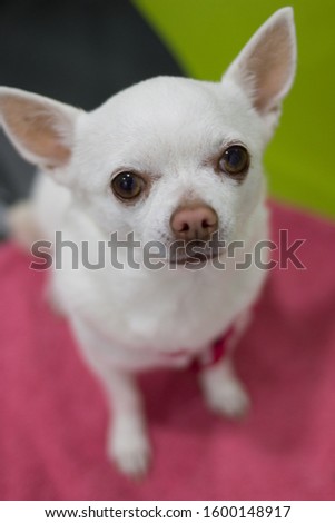 

Small white dog looking on pink background