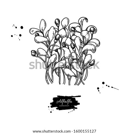 Alfalfa sprouts heap vector drawing. Kai wah-rei bunch. Isolated sketch of baby plant. Botanical engraving of medical herb, Raw vegetarian food. Royalty-Free Stock Photo #1600155127