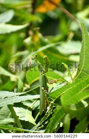 Close up praying mantis standing on the neem tree