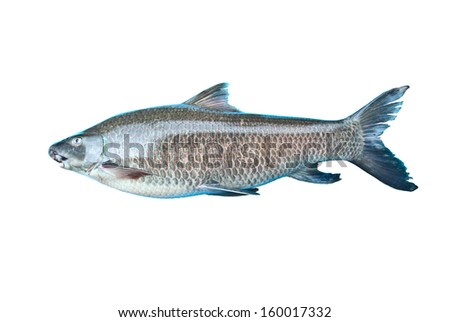 Labeo dyocheilus    Freshwater fishes of Thailand