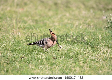 The hoopoe bird catches a worm in the garden