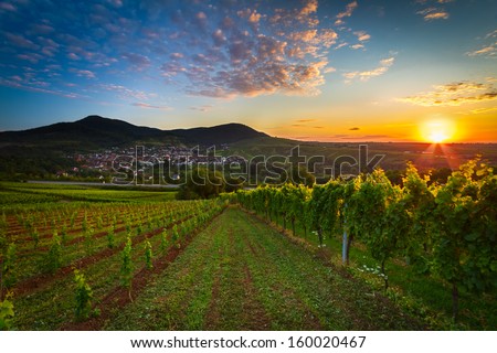 Vineyard with colorful sunrise in Pfalz, Germany Royalty-Free Stock Photo #160020467