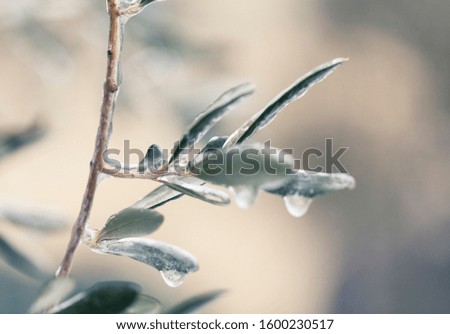 Frozen leaves after ice storm. Unusually cold weather in Italy. Leaf covered with ice macro shot. Climate change photo.