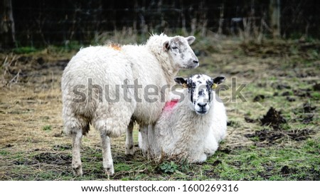 Sheeps and Cows on eco free range farm