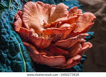 Close-up of Pink oyster mushrooms cluster.