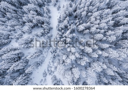Aerial view of a winter woods Snowy tree branch in a view of the winter forest. Beautiful Switzerland. Magical winter scenery.