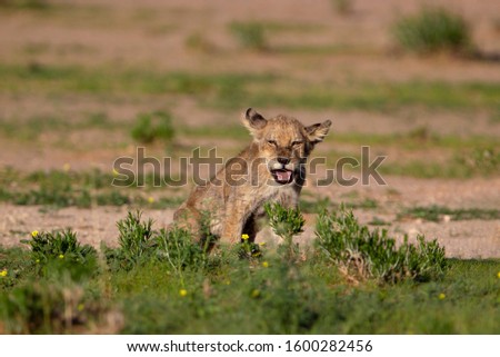 African lion (Panthera leo) -Cub,  Kgalagadi Transfrontier Park, Kalahari desert, South Africa/Botswana.