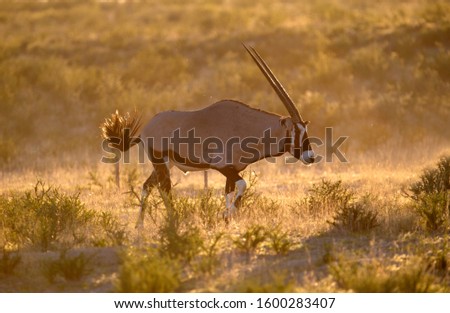 Gemsbok (Oryx gazella), Kgalagadi Transfrontier Park, Kalahari desert, South Africa/Botswana.
