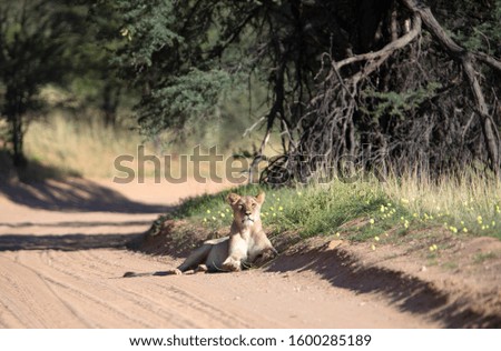 African lion (Panthera leo) -Female,  Kgalagadi Transfrontier Park, Kalahari desert, South Africa/Botswana.
