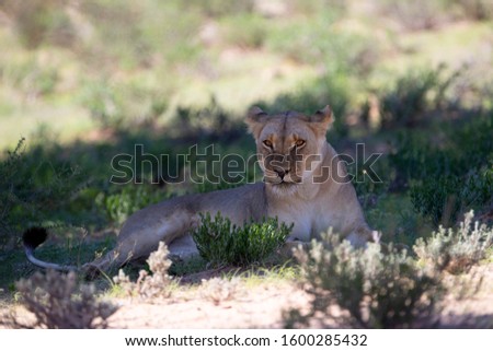 African lion (Panthera leo), Kgalagadi Transfrontier Park, Kalahari desert, South Africa/Botswana.
