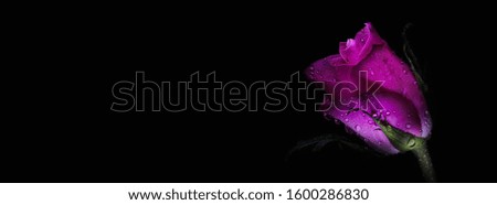 Banner for Valentine's Day, Women's Day, Wedding, Birthday. Large beautiful pink rose on a dark background. Stylish image, copy space, horizontal. Minimalism. Romantic concept.