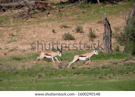 Springbok (Antidorcas marsupialis), Kgalagadi Transfrontier Park, Kalahari desert, South Africa/Botswana