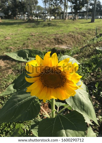 Sunflower, picture, sun, Nature, yellow