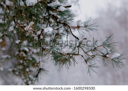 fir-tree branch in snow for new year.
