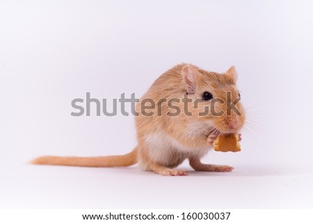 Yellow gerbil eating a piece of cookie
