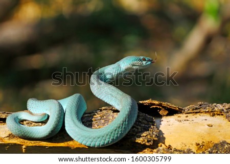 White Lipped Pit Viper (Trimeresurus insularis), Venomous Snake, Venom, Viper Snake, Blue Viper Snake