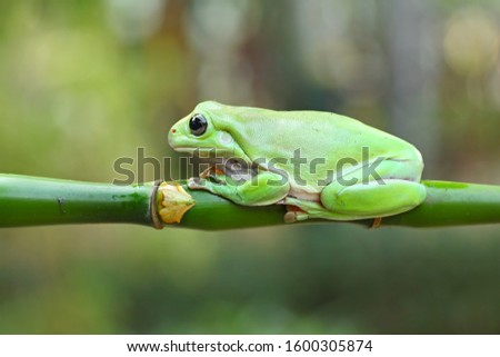 green tree frog, dumpy frog