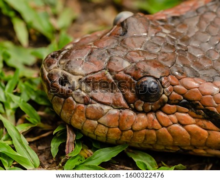 Photo of Anaconda head, close up