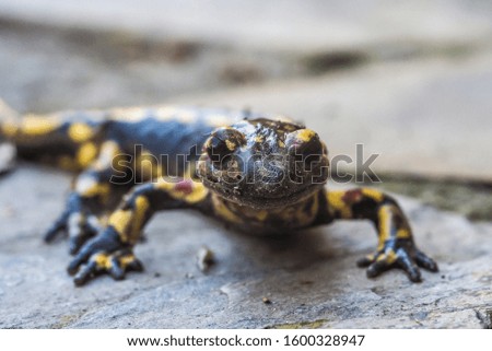 Wild Fire Salamander walking on a stone