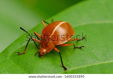 Close up photo of orange beetle from Amazon Rainforest 
