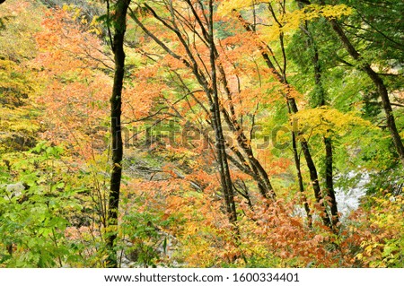 Stream flowing in the depths of the forest. Wonderful autumn landscape. Colorful tree leaves, orange red, green, yellow.
