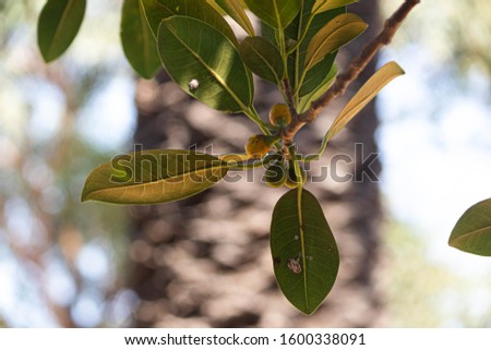 Yellow fruit that the birds eat with a yellowish green foliage.